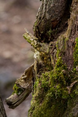 Ormanda yosun ve yosunla kaplı eski ağaç gövdeleri