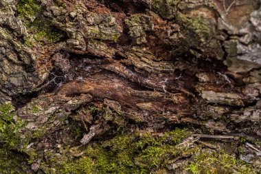 Ormanda yosun ve yosunla kaplı eski ağaç gövdeleri