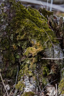 Ormanda yosun ve yosunla kaplı eski ağaç gövdeleri