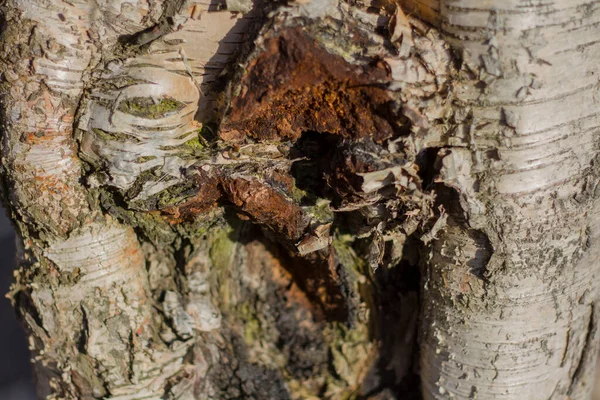 Casca Árvore Iluminada Pelo Sol Com Uma Variedade Textura — Fotografia de Stock