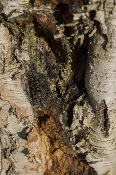 Кору Старого Дерева Освітлює Сонце Різноманітною Смугастою Текстурою — стокове фото