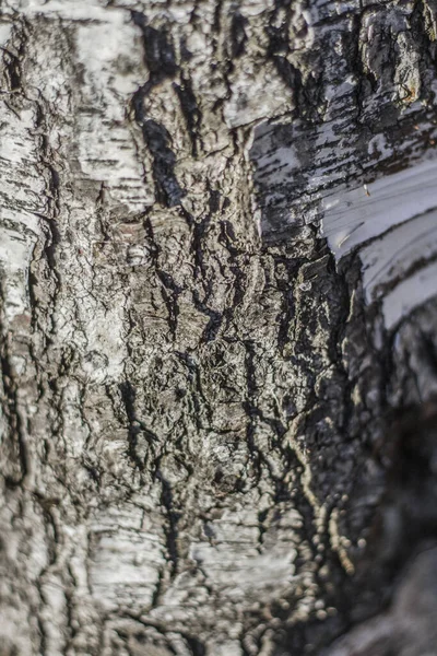 Kora Starego Drzewa Jest Oświetlona Słońcem Zróżnicowanej Fakturze Paski — Zdjęcie stockowe