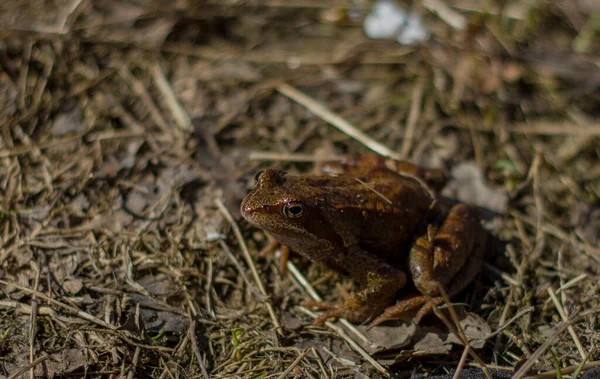 Yalnız Küçük Kahverengi Kırmızı Kurbağa Kuru Çimlerde Oturuyor — Stok fotoğraf