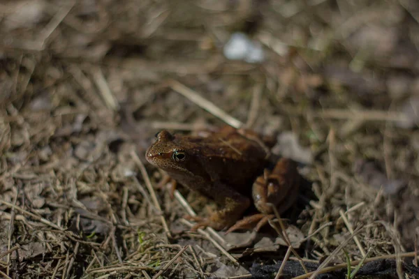 Einsam Auf Trockenem Gras Sitzender Kleiner Braun Roter Frosch — Stockfoto