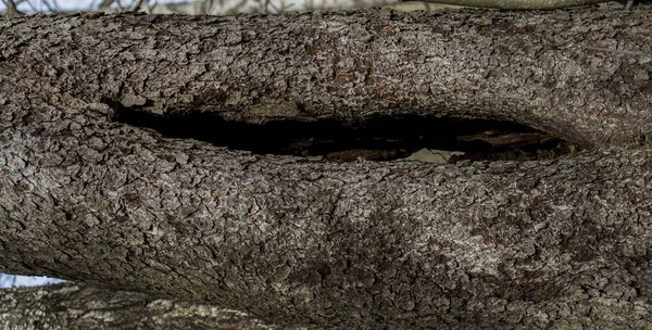 茶色の質感の樹皮とその間の中空の木の幹 — ストック写真