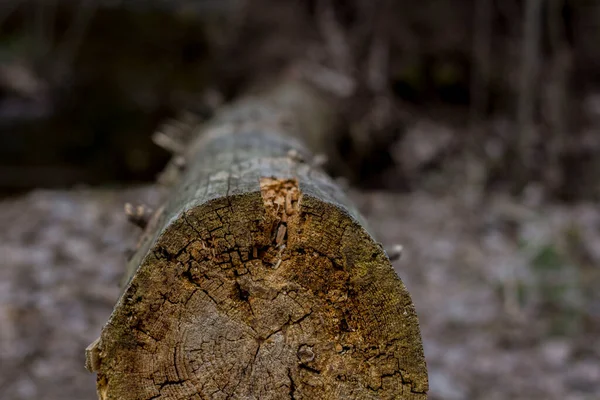 Leesett Öreg Fűrészelt Erdőben — Stock Fotó