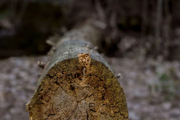 Caído Velha Árvore Serrada Floresta — Fotografia de Stock