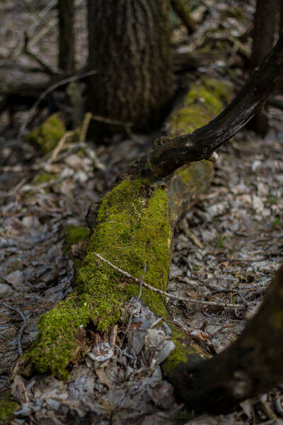 old tree trunks covered with moss and lichen in the forest