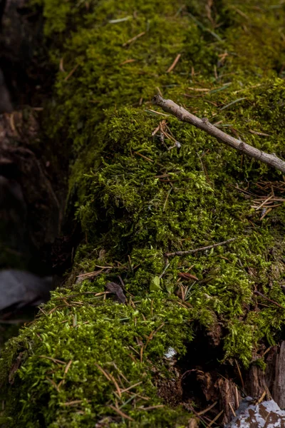 Troncos Árvores Velhas Cobertos Com Musgo Líquen Floresta — Fotografia de Stock