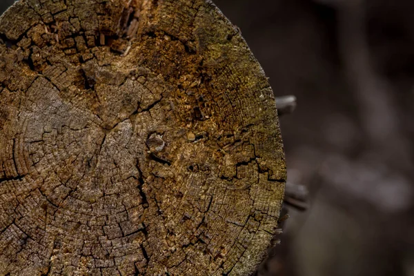 Падаюча Стара Ялинка Розпилена Лісі — стокове фото