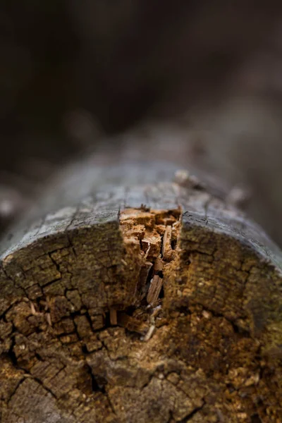 Caído Velha Árvore Serrada Floresta — Fotografia de Stock
