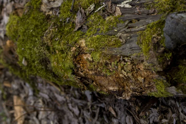 Troncos Árvores Velhas Cobertos Com Musgo Líquen Floresta — Fotografia de Stock