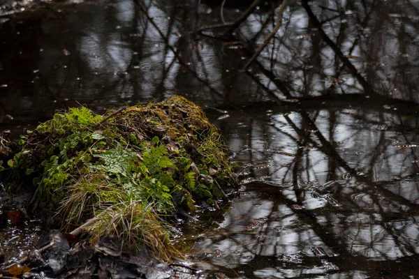 Une Île Herbe Verte Éclairée Par Soleil Contre Marécage Sombre — Photo