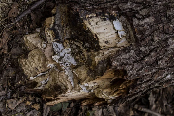 Caído Velha Árvore Serrada Floresta — Fotografia de Stock