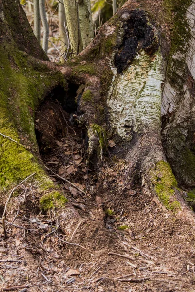 Покриті Мохом Старі Коріння Дерева Грибами Деревом Лісі — стокове фото