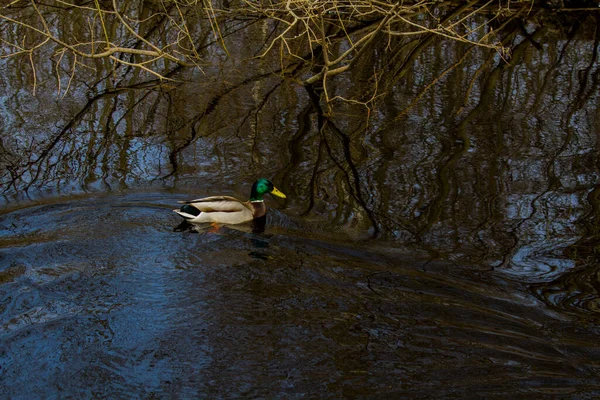 Ente Schwimmt Einem Fluss Mit Dunklem Wasser Spiegelbild Der Bäume — Stockfoto