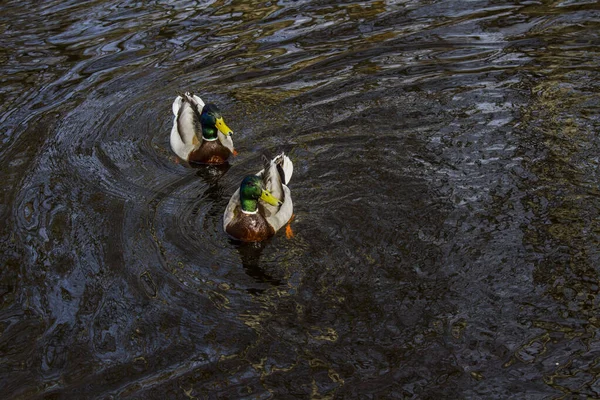 Two Ducks Swimming River Dark Water Reflection Trees — Stock Photo, Image