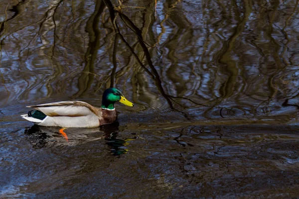 Ente Schwimmt Einem Fluss Mit Dunklem Wasser Spiegelbild Der Bäume — Stockfoto