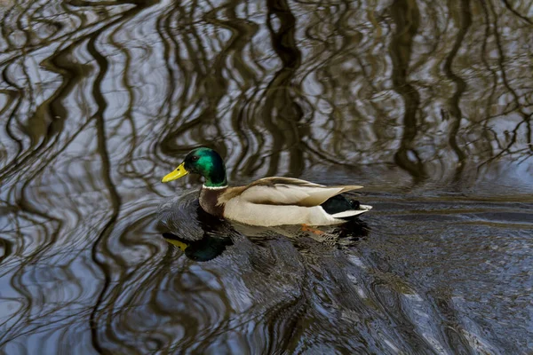 Ente Schwimmt Einem Fluss Mit Dunklem Wasser Spiegelbild Der Bäume — Stockfoto