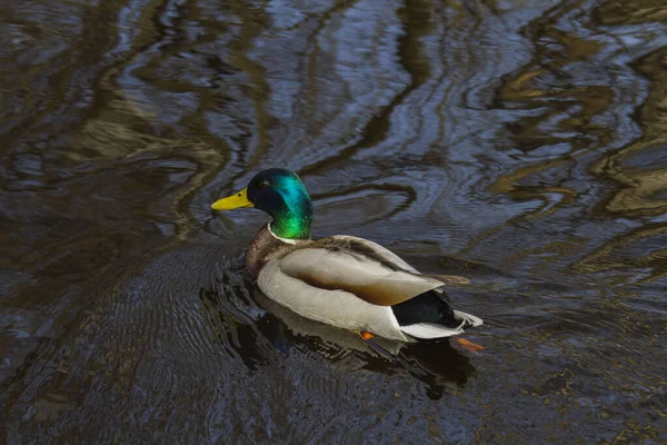 Ente Schwimmt Einem Fluss Mit Dunklem Wasser Spiegelbild Der Bäume — Stockfoto