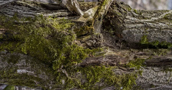 森の中に苔と地衣類で覆われた古い木の幹 — ストック写真