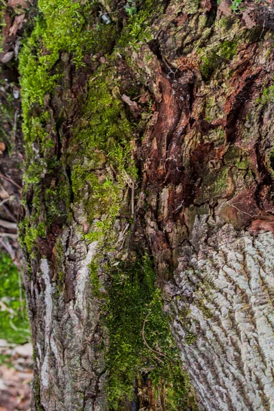 Старі Стовбури Дерев Покриті Мохом Лишайником Лісі — стокове фото