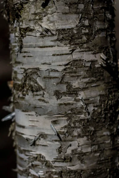 Corteza Árbol Viejo Iluminada Por Sol Con Una Textura Rayada —  Fotos de Stock