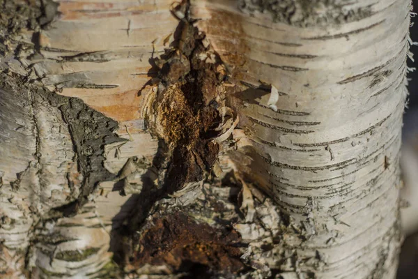 Дерев Яна Кора Освітлена Сонцем Різноманітною Текстурою — стокове фото