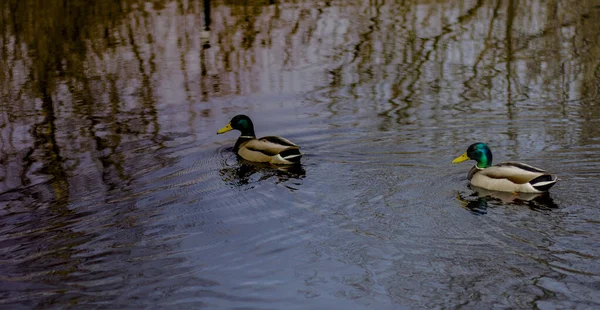 Zwei Enten Schwimmen Einem Fluss Mit Dunklem Wasser Spiegelbild Der — Stockfoto