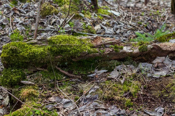 Troncos Árvores Velhas Cobertos Com Musgo Líquen Floresta — Fotografia de Stock