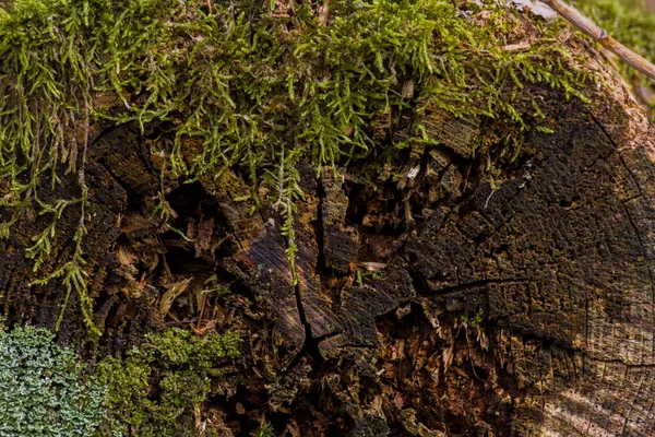 Troncos Árboles Viejos Cubiertos Musgo Líquenes Bosque —  Fotos de Stock