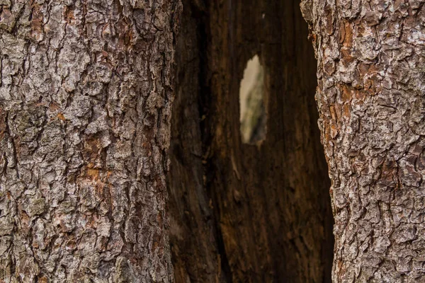 Troncos Árboles Corteza Textura Marrón Hueco Entre Ellos — Foto de Stock