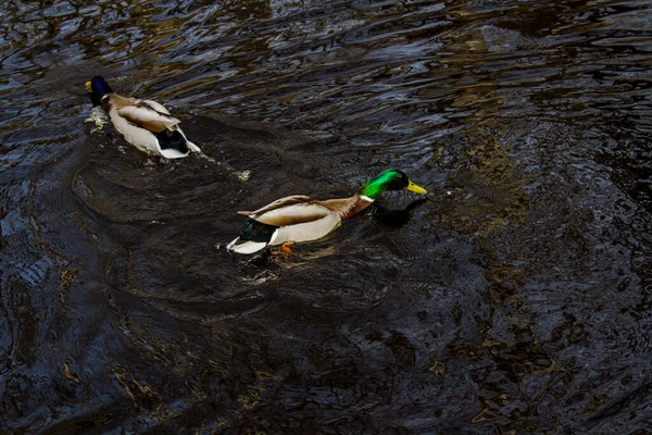 Deux Canards Nageant Dans Une Rivière Avec Eau Sombre Dans — Photo