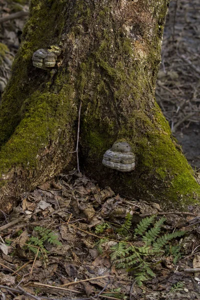 Ρίζες Παλαιών Δέντρων Καλυμμένες Βρύα Μανιτάρια Και Ξύλο Στο Δάσος — Φωτογραφία Αρχείου
