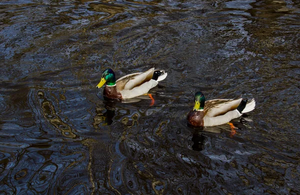 Zwei Enten Schwimmen Einem Fluss Mit Dunklem Wasser Spiegelbild Der — Stockfoto