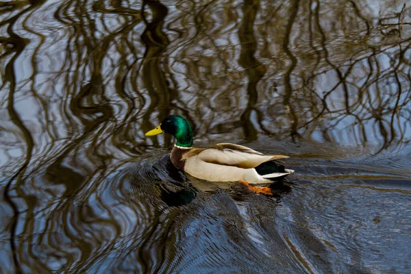 Ente Schwimmt Einem Fluss Mit Dunklem Wasser Spiegelbild Der Bäume — Stockfoto