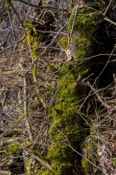 Vecchi Tronchi Albero Ricoperti Muschio Licheni Nella Foresta — Foto Stock
