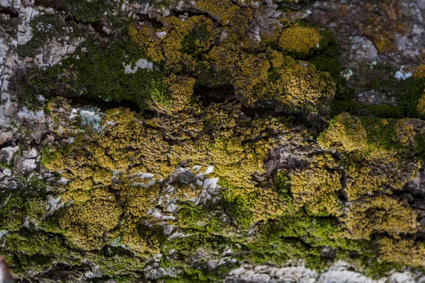 Troncos Árvores Velhas Cobertos Com Musgo Líquen Floresta — Fotografia de Stock