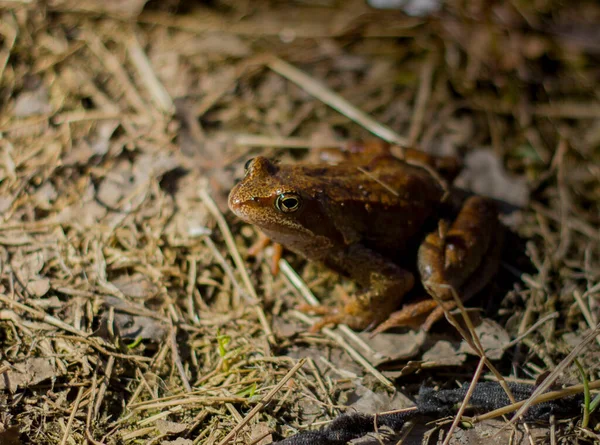 Lonely Little Brown Red Frog Sunlit Sitting Dry Grass — Stock Photo, Image