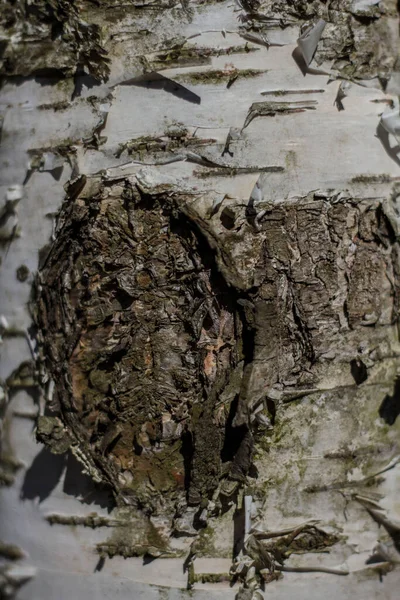 Écorce Vieil Arbre Est Éclairée Par Soleil Avec Une Texture — Photo