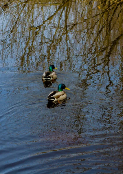 Two Ducks Swimming River Dark Water Reflection Trees — Stock Photo, Image