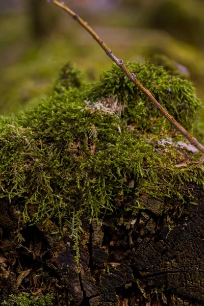 Troncos Árvores Velhas Cobertos Com Musgo Líquen Floresta — Fotografia de Stock