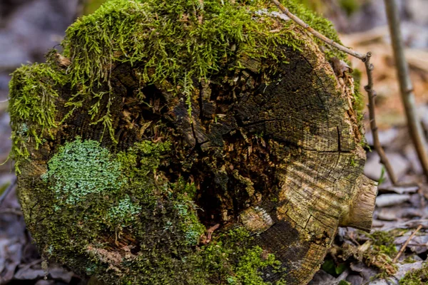 Troncos Árvores Velhas Cobertos Com Musgo Líquen Floresta — Fotografia de Stock