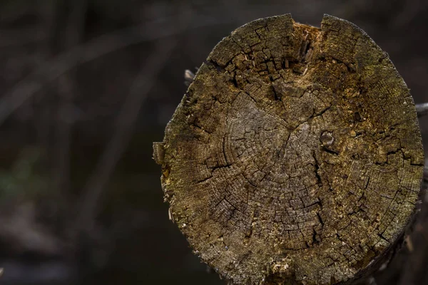 Vieil Arbre Tombé Scié Dans Forêt — Photo