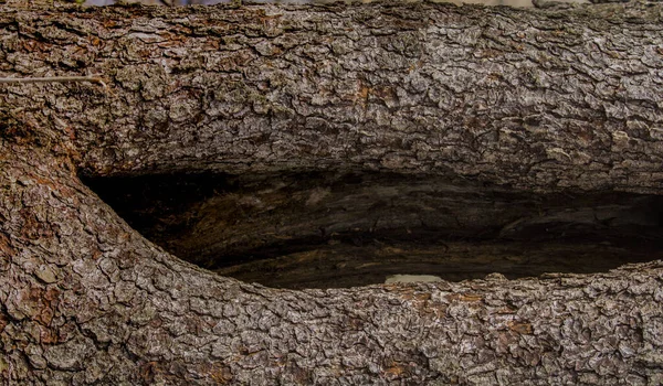 Troncos Árboles Corteza Textura Marrón Hueco Entre Ellos —  Fotos de Stock