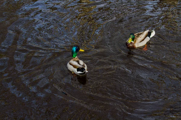 Zwei Enten Schwimmen Einem Fluss Mit Dunklem Wasser Spiegelbild Der — Stockfoto