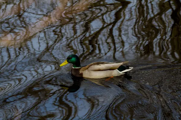 Ente Schwimmt Einem Fluss Mit Dunklem Wasser Spiegelbild Der Bäume — Stockfoto