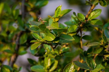 Parlak güneş tarafından aydınlatılan taze yapraklı tomurcuklar, bulanık bir arka planda çitin içinden uzaklığa doğru uzanıyor.