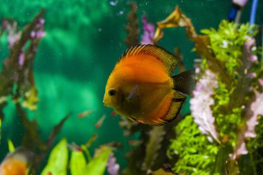 Su altı dünyası, parlak algler ve yeşil gölgeli büyük kırmızı balıklar.