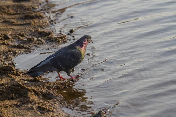 Pombo Grande Andando Areia Perto Margem Rio Nos Raios Sol — Fotografia de Stock